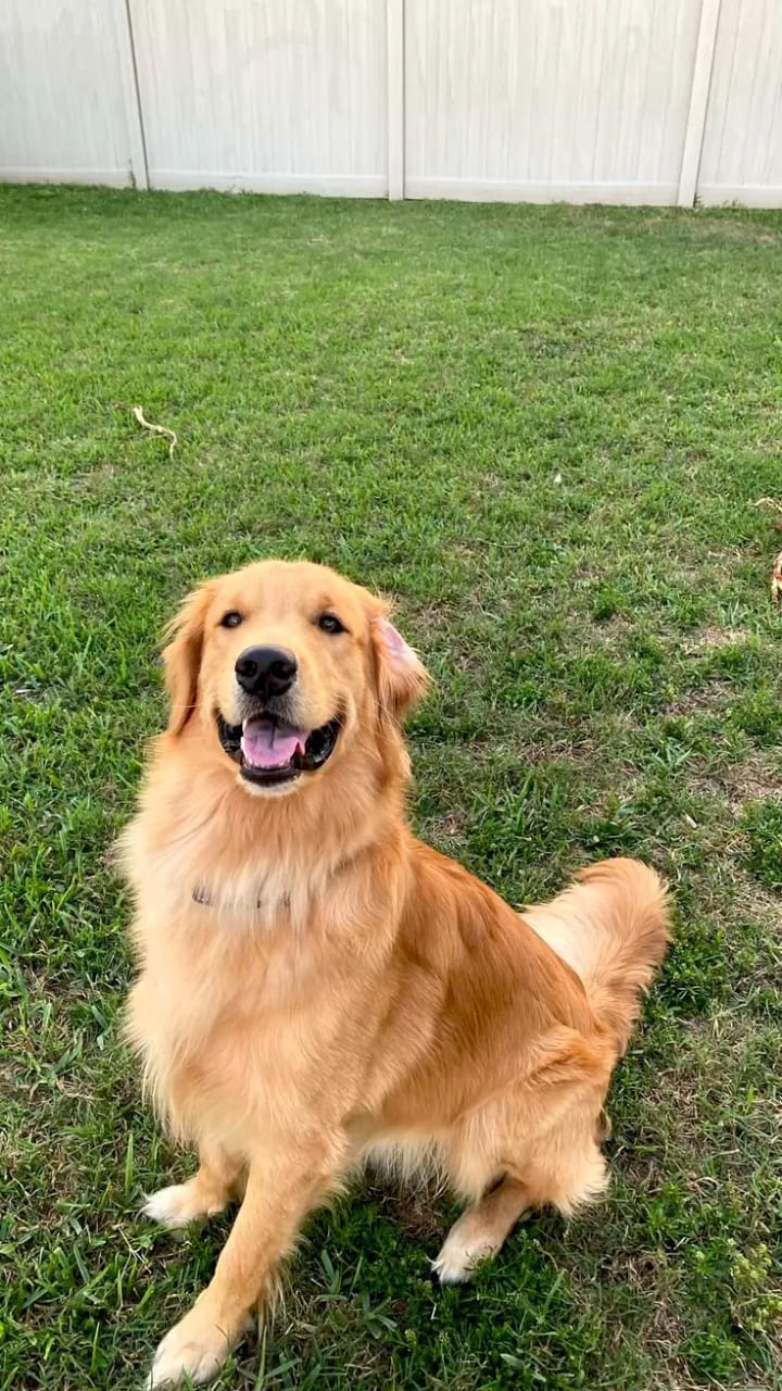 Golden retriever sitting on a grassy lawn with a white fence in the background