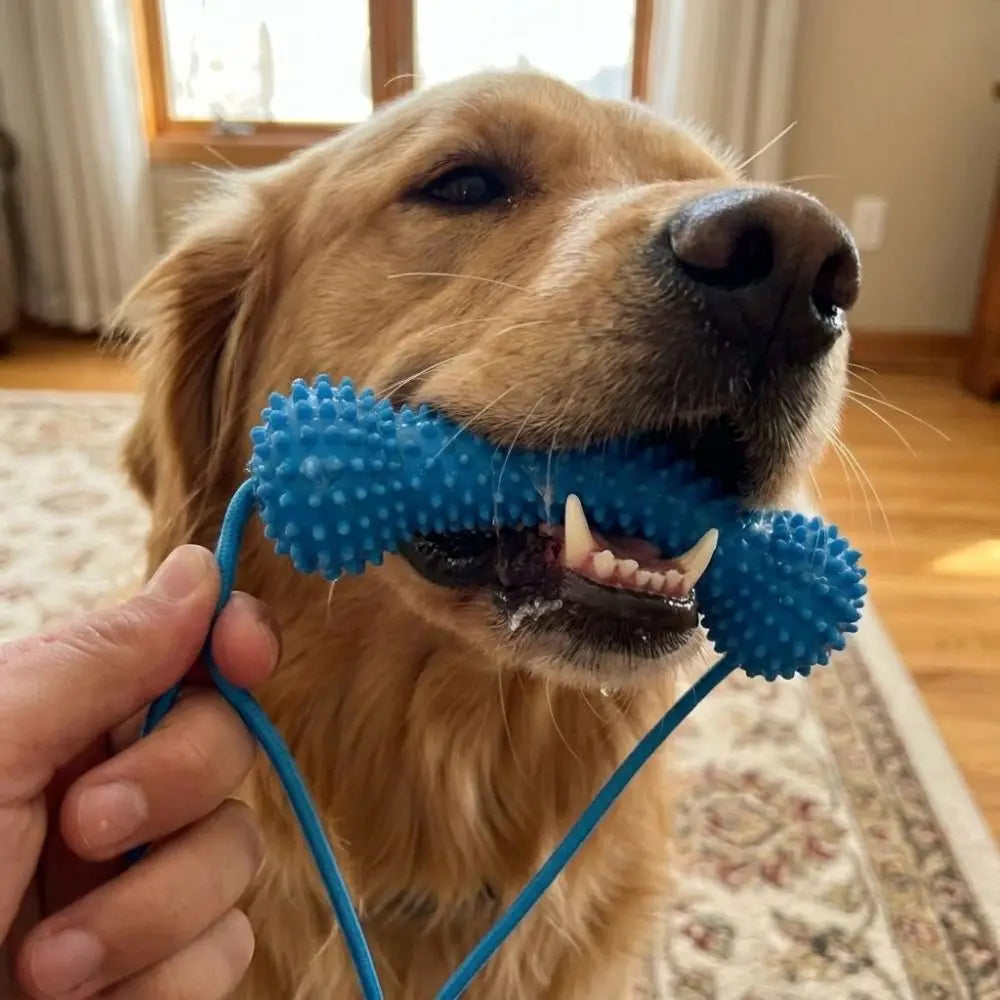 Dog Teeth Cleaning Tool