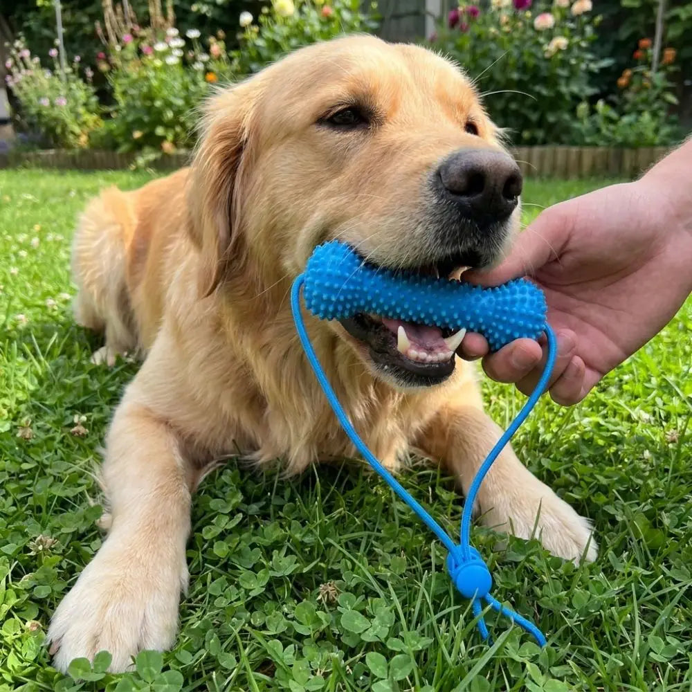 Dog Teeth Cleaning Tool